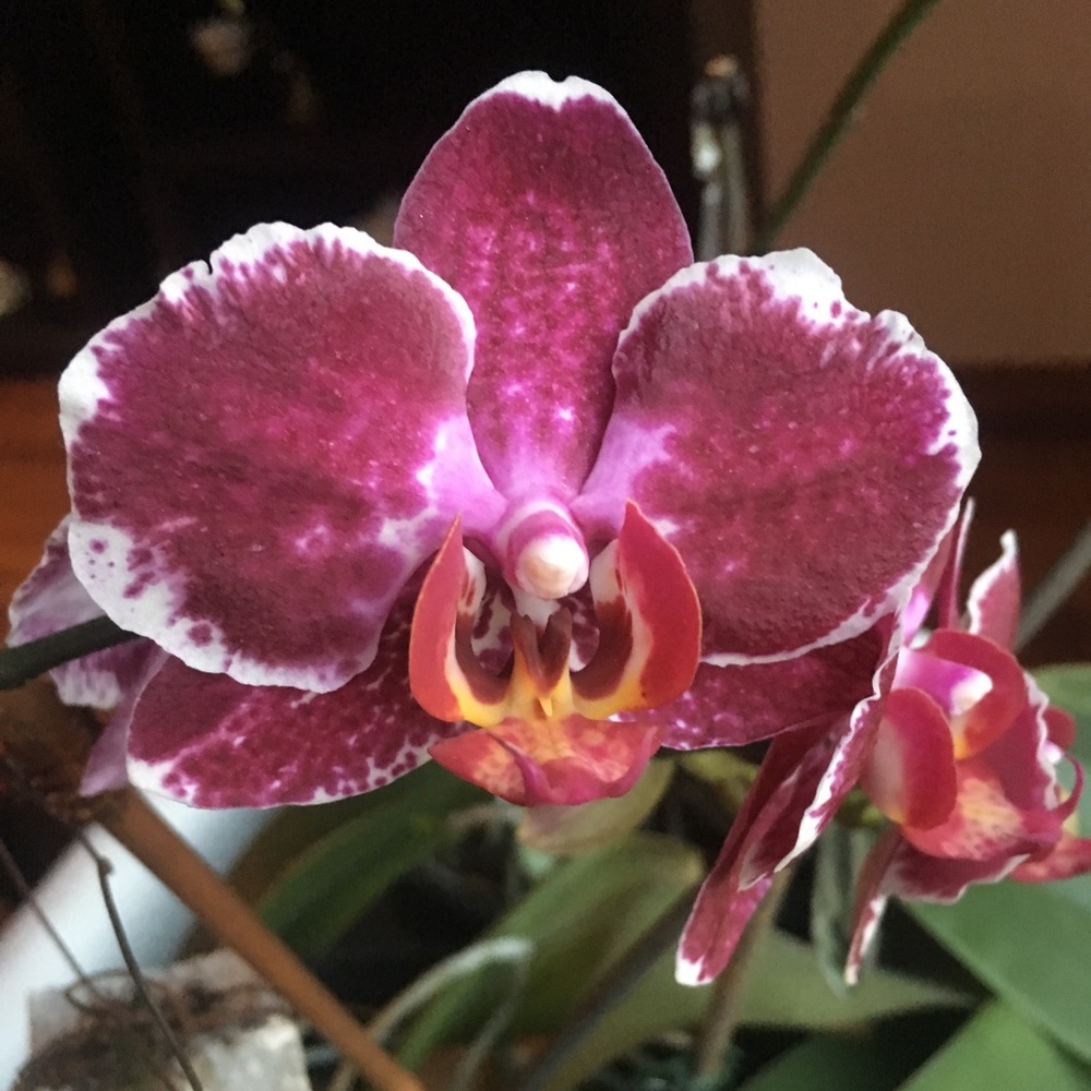 Meet your Posher, Lynn